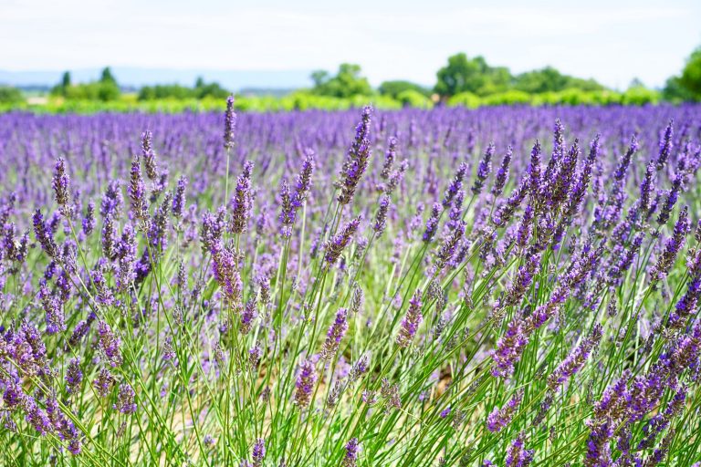 Lavender Essential Oil – Oil of the Month