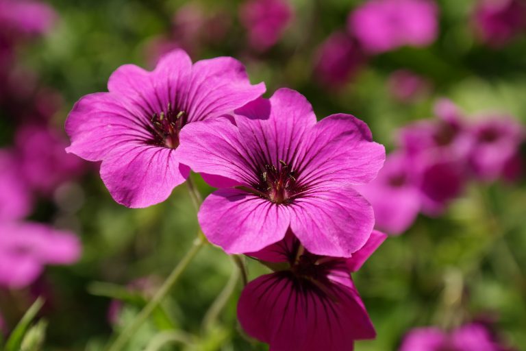 Geranium Essential Oil – Oil of the Month
