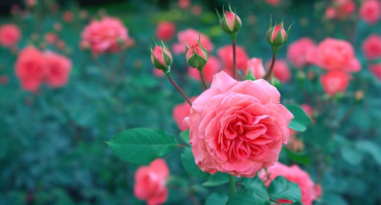 Essential Oil of the Month: Rose