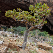 Boswellia carterii