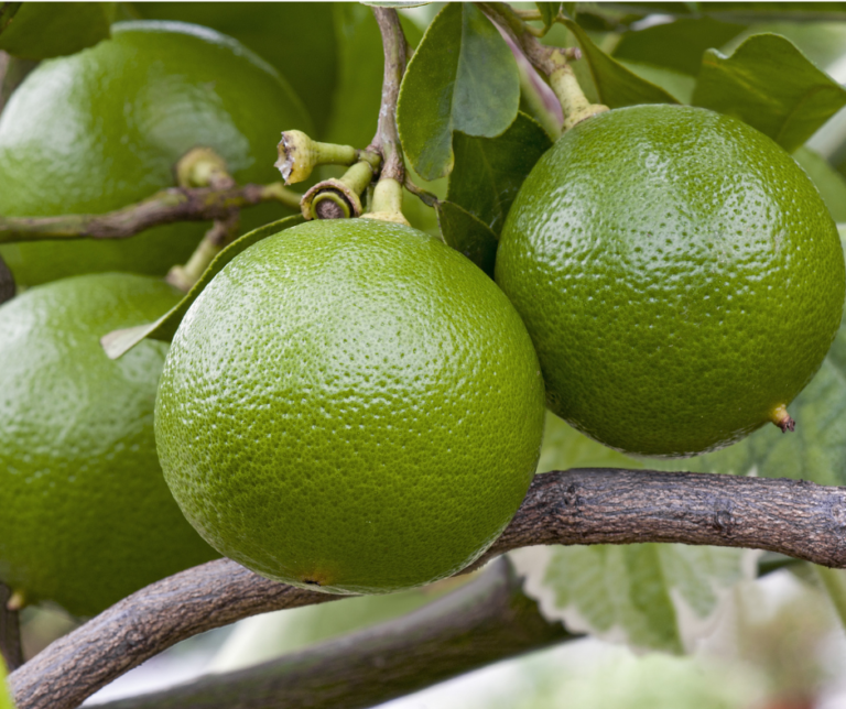 bergamot