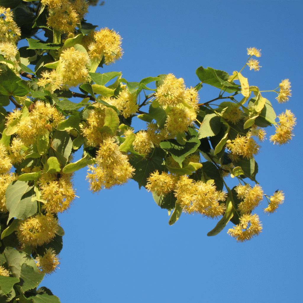 linden blossom